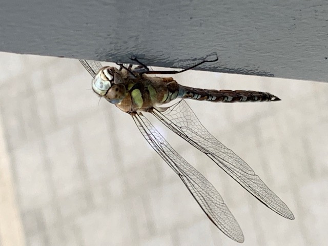 Dragonfly NW